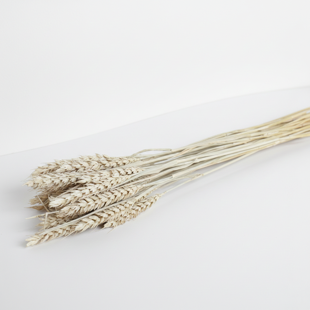 Sušená Pšenice slavato – rustikální přírodní dekorace do kytic, věnců a aranžmá